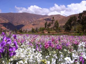 Primavera en Tarma, Perú.